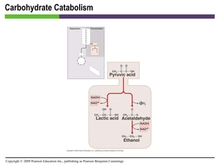 Carbohydrate Catabolism [INSERT FIGURE 5.21] 