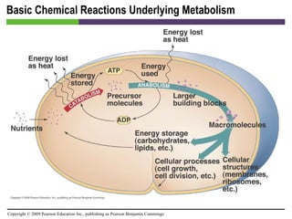 Basic Chemical Reactions Underlying Metabolism [INSERT FIGURE 5.1] 