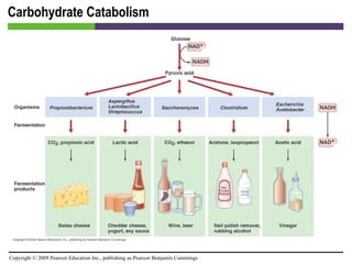 Carbohydrate Catabolism [INSERT FIGURE 5.22] 