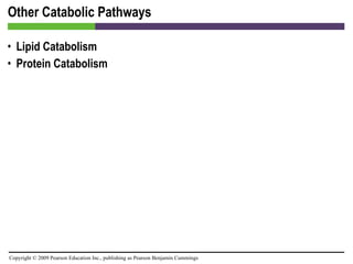 Other Catabolic Pathways Lipid Catabolism Protein Catabolism 