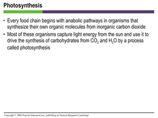 Photosynthesis Every food chain begins with anabolic pathways in organisms that synthesize their own organic molecules from inorganic carbon dioxide Most of these organisms capture light energy from the sun and use it to drive the synthesis of carbohydrates from CO 2  and H 2 O by a process called photosynthesis 