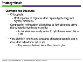 Photosynthesis Chemicals and Structures Chlorophylls  Most important of organisms that capture light energy with pigment molecules Composed of hydrocarbon tail attached to light-absorbing active site centered around magnesium ion Active sites structurally similar to cytochrome molecules in ETC Vary slightly in lengths and structures of hydrocarbon tails and in atoms that extend from active site They subsequently absorb light of different wavelengths 