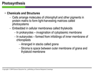 Photosynthesis Chemicals and Structures Cells arrange molecules of chlorophyll and other pigments in protein matrix to form light-harvesting matrices called photosystems Embedded in cellular membranes called thylakoids In prokaryotes – invagination of cytoplasmic membrane In eukaryotes – formed from infoldings of inner membrane of chloroplasts Arranged in stacks called grana Stroma is space between outer membrane of grana and thylakoid membrane 