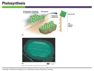 Photosynthesis [INSERT FIGURE 5.25] 