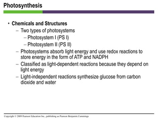 Photosynthesis Chemicals and Structures Two types of photosystems Photosystem I (PS I) Photosystem II (PS II) Photosystems absorb light energy and use redox reactions to store energy in the form of ATP and NADPH Classified as light-dependent reactions because they depend on light energy Light-independent reactions synthesize glucose from carbon dioxide and water 