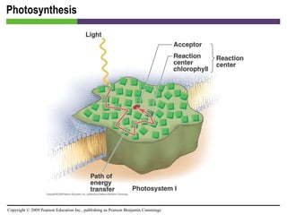 Photosynthesis [INSERT FIGURE 5.26] 