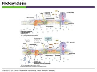 Photosynthesis [INSERT FIGURE 5.27] 