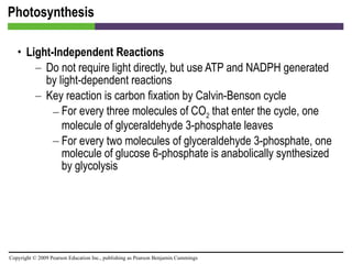 Photosynthesis Light-Independent Reactions Do not require light directly, but use ATP and NADPH generated by light-dependent reactions Key reaction is carbon fixation by Calvin-Benson cycle For every three molecules of CO 2  that enter the cycle, one molecule of glyceraldehyde 3-phosphate leaves For every two molecules of glyceraldehyde 3-phosphate, one molecule of glucose 6-phosphate is anabolically synthesized by glycolysis 