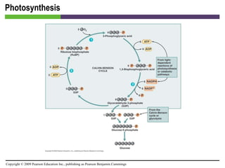 Photosynthesis [INSERT FIGURE 5.28] 