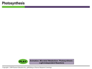 Photosynthesis Animation: Microbial Metabolism: Photosynthesis:  Light-Independent Reactions 