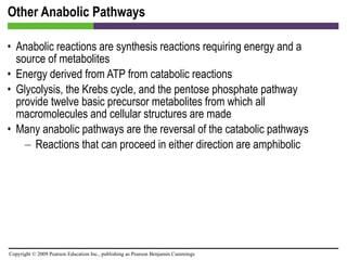 Other Anabolic Pathways Anabolic reactions are synthesis reactions requiring energy and a source of metabolites Energy derived from ATP from catabolic reactions Glycolysis, the Krebs cycle, and the pentose phosphate pathway provide twelve basic precursor metabolites from which all macromolecules and cellular structures are made Many anabolic pathways are the reversal of the catabolic pathways Reactions that can proceed in either direction are amphibolic 