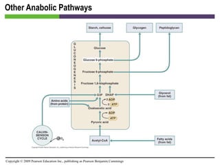 Other Anabolic Pathways [INSERT FIGURE 5.29] 