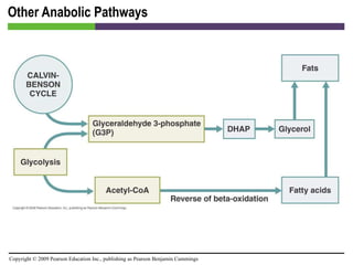 Other Anabolic Pathways [INSERT FIGURE 5.30] 
