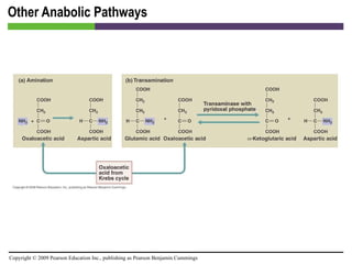 Other Anabolic Pathways [INSERT FIGURE 5.31] 
