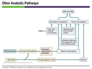 Other Anabolic Pathways [INSERT FIGURE 5.32] 