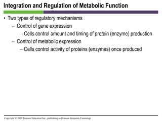 Integration and Regulation of Metabolic Function Two types of regulatory mechanisms Control of gene expression Cells control amount and timing of protein (enzyme) production Control of metabolic expression Cells control activity of proteins (enzymes) once produced 
