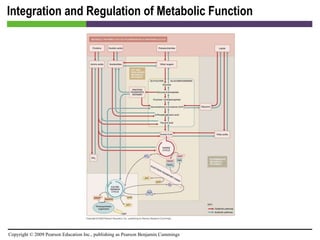 Integration and Regulation of Metabolic Function [INSERT FIGURE 5.33] 