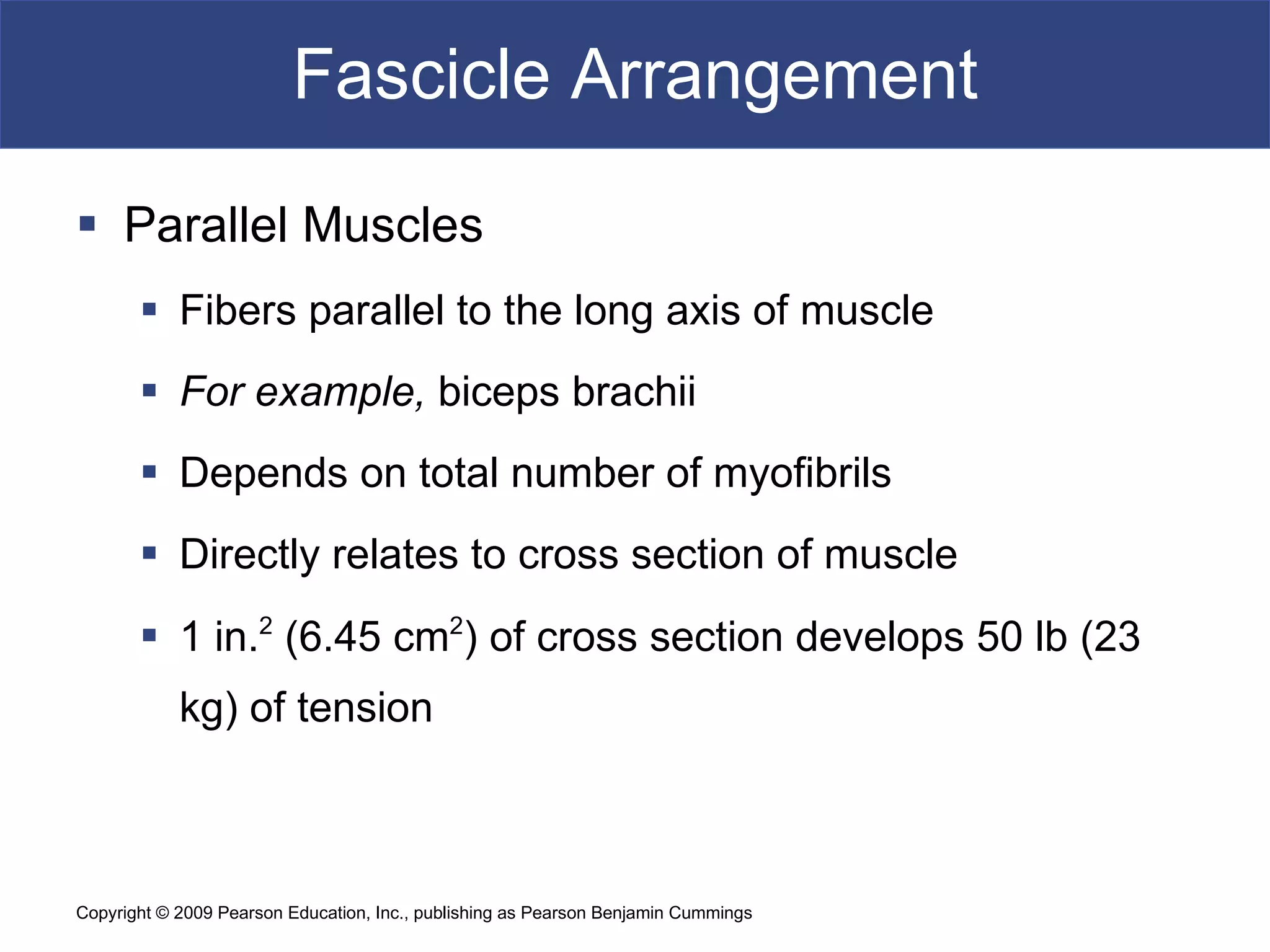 Muscle System BIO102 | PPT