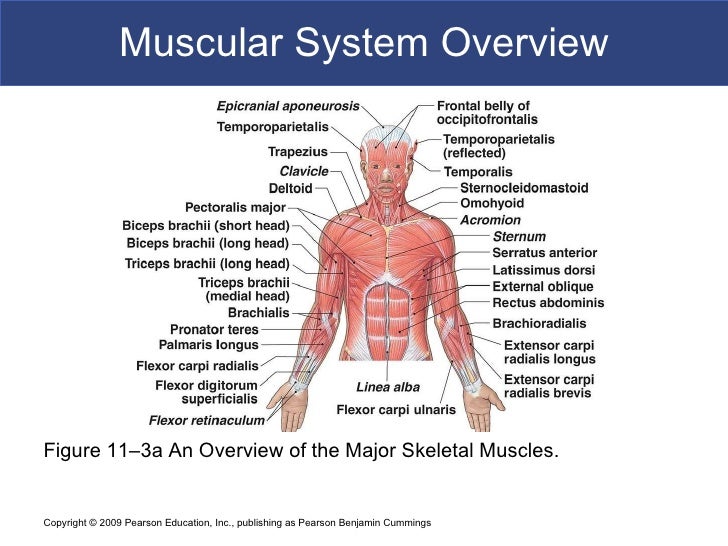 Muscle System BIO102