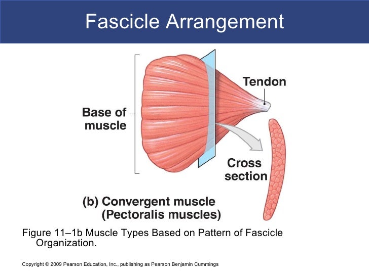 Muscle System BIO102