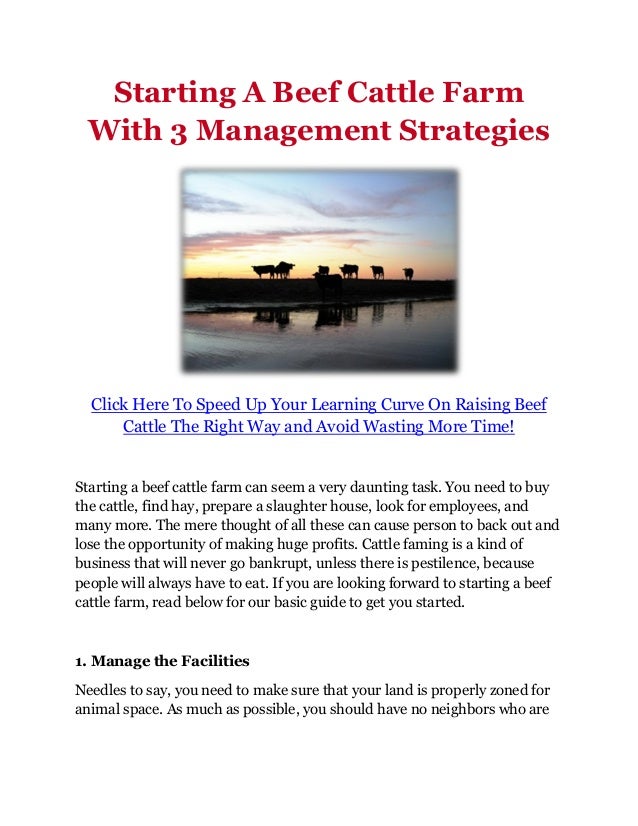 Starting A Beef Cattle Farm With 3 Management Strategies