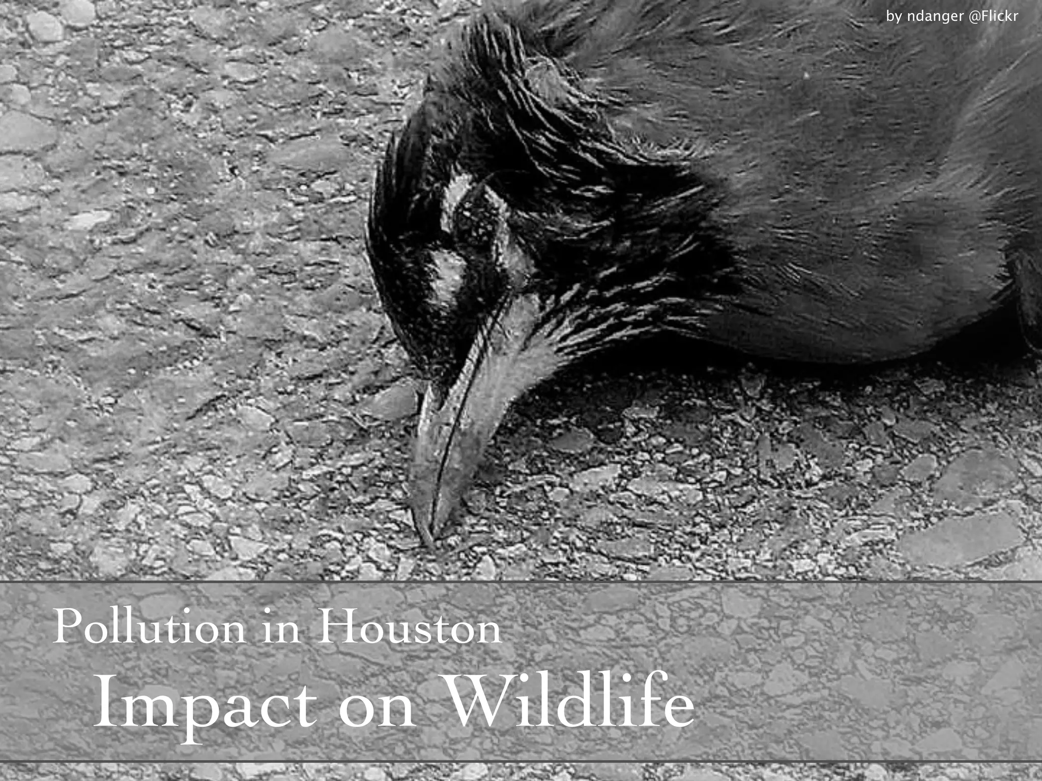 by ndanger @Flickr




Pollution in Houston
 Impact on Wildlife
 