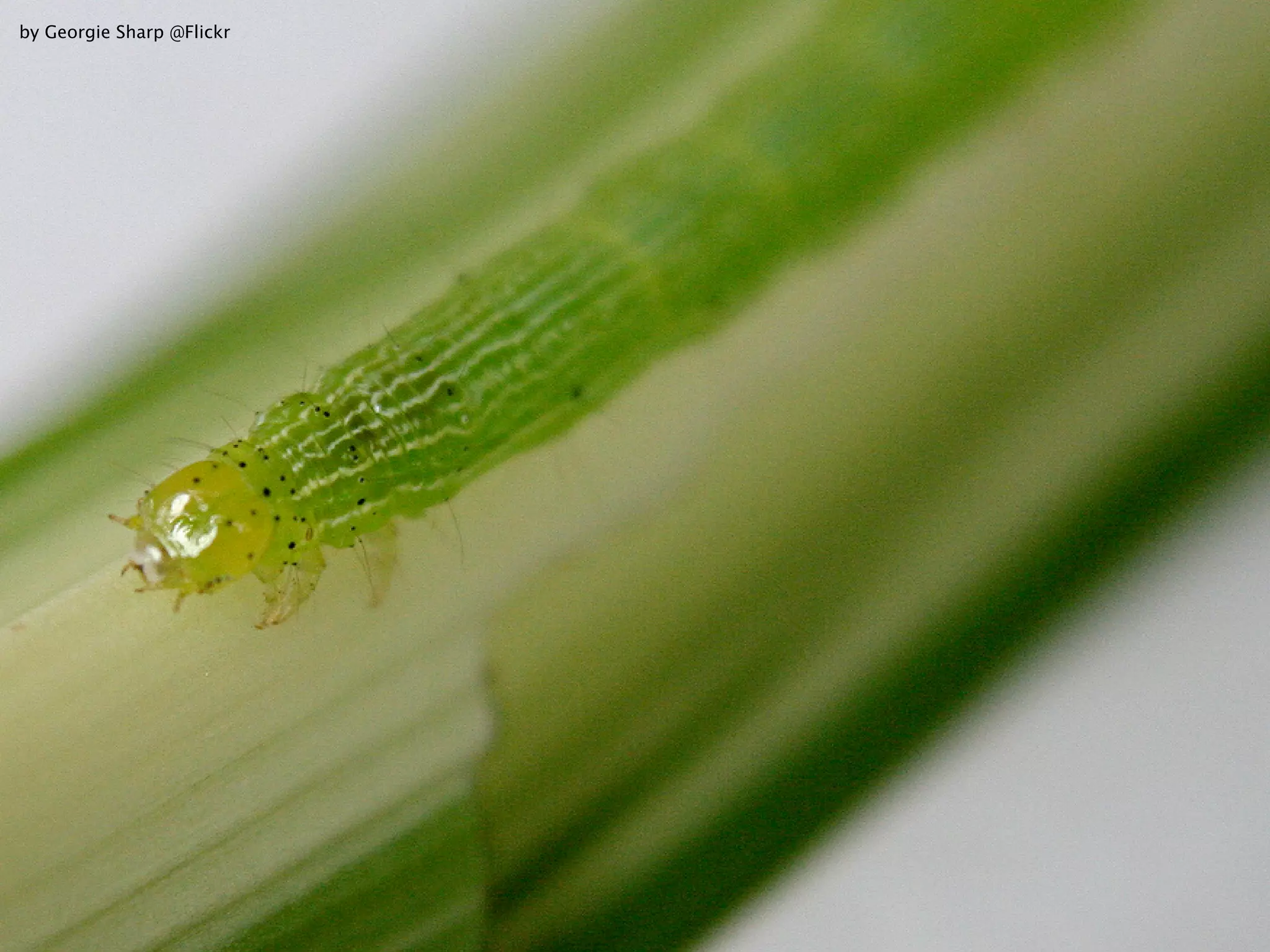 by Georgie Sharp @Flickr
 