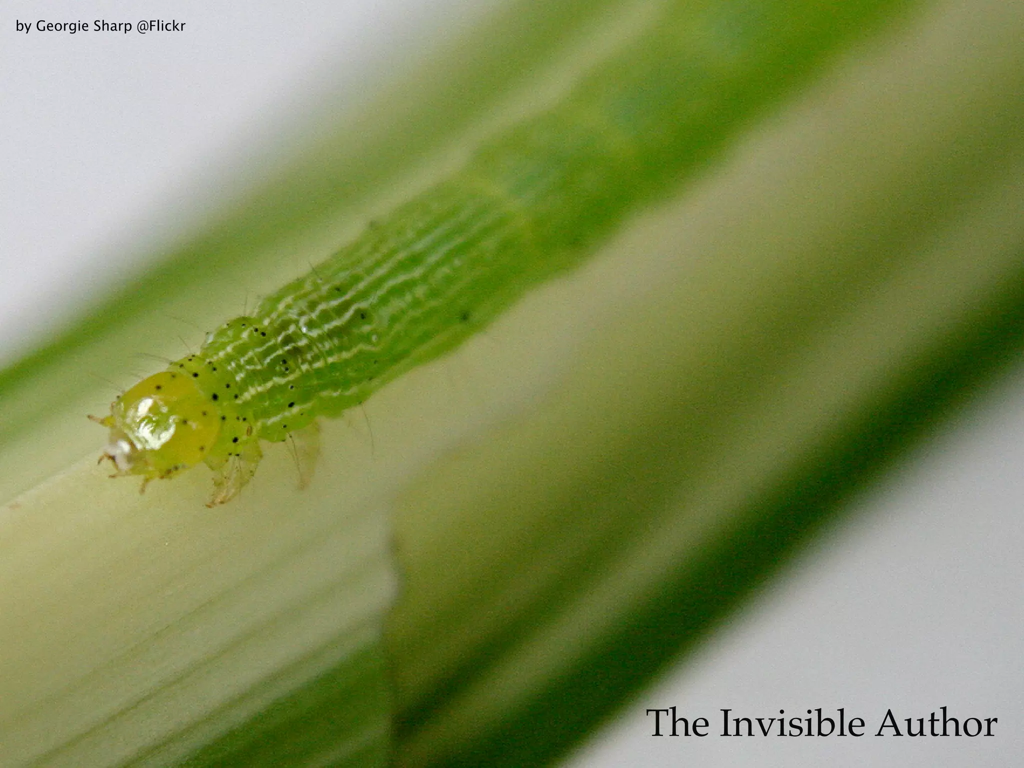 by Georgie Sharp @Flickr




                           The Invisible Author
 