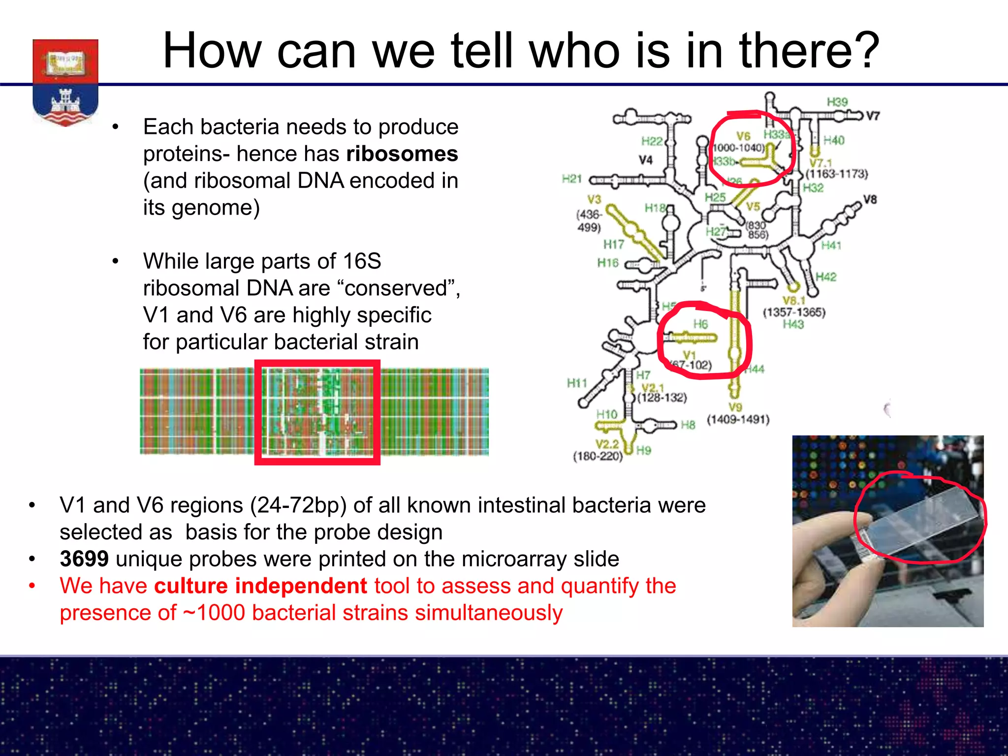 How can we tell who is in there?
• Each bacteria needs to produce
proteins- hence has ribosomes
(and ribosomal DNA encoded in
its genome)
• While large parts of 16S
ribosomal DNA are “conserved”,
V1 and V6 are highly specific
for particular bacterial strain
• V1 and V6 regions (24-72bp) of all known intestinal bacteria were
selected as basis for the probe design
• 3699 unique probes were printed on the microarray slide
• We have culture independent tool to assess and quantify the
presence of ~1000 bacterial strains simultaneously
