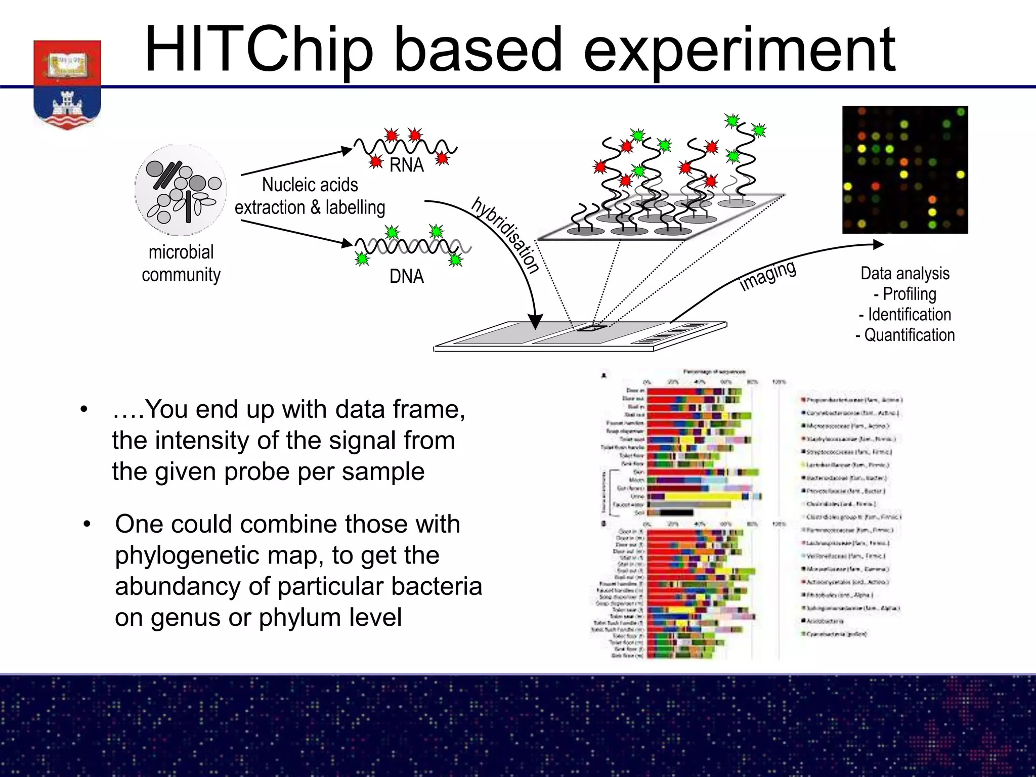 HITChip based experiment
microbial
community DNA
RNA
hybri
disation
Nucleic acids
extraction & labelling
Data analysis
- Profiling
- Identification
- Quantification
imaging
• ….You end up with data frame,
the intensity of the signal from
the given probe per sample
• One could combine those with
phylogenetic map, to get the
abundancy of particular bacteria
on genus or phylum level