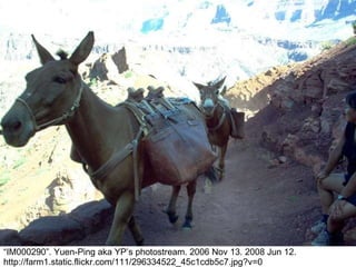 “ IM000290”. Yuen-Ping aka YP’s photostream. 2006 Nov 13. 2008 Jun 12. http://farm1.static.flickr.com/111/296334522_45c1cdb5c7.jpg?v=0 