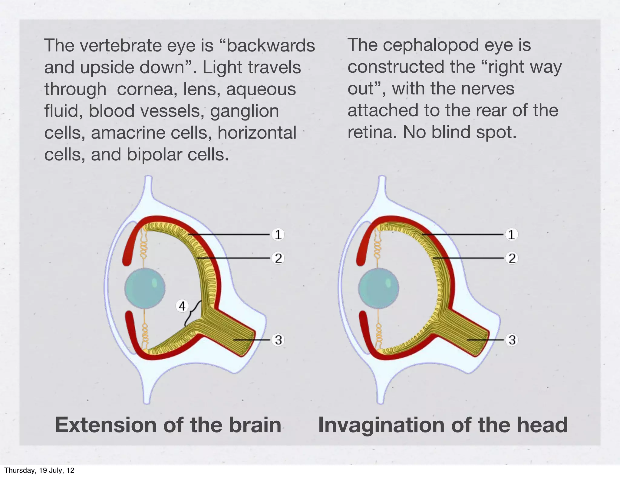 The vertebrate eye is “backwards      The cephalopod eye is
           and upside down”. Light travels       constructed the “right way
           through cornea, lens, aqueous         out”, with the nerves
           ﬂuid, blood vessels, ganglion         attached to the rear of the
           cells, amacrine cells, horizontal     retina. No blind spot.
           cells, and bipolar cells.




               Extension of the brain          Invagination of the head
Thursday, 19 July, 12
 
