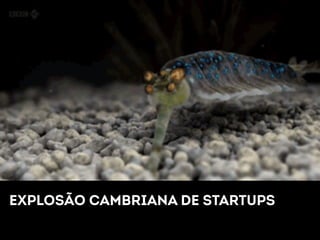 EXPLOSÃO CAMBRIANA DE STARTUPS 
 