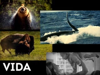 VIDA 
 