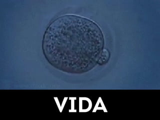 VIDA 
 