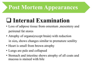 • Loss of adipose tissue from omentum ,mesentery and
perirenal fat stores
• Atrophy of organs(except brain) with reduction
in size, shows changes similar to premature senility
• Heart is small from brown atrophy
• Lungs are pale and collapsed
• Stomach and intestine shows atrophy of all coats and
mucosa is stained with bile
 Internal Examination
Post Mortem Appearances
 