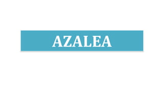 AZALEA
 