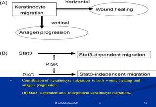 Contribution of  keratinocyte  migration  to both  wound  healing  and anagen  progression.  (B) Stat3-  dependent and -independent keratinocyte migration . 