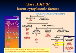 Class IIB(3)(b) latent cytoplasmic factors These families not present in fungi or plants, hinting at an important evolutionary divergence leading to animals. 