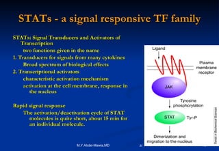 STATs - a signal responsive TF family STATs: Signal Transducers and Activators of Transcription two functions given in the name 1. Transducers for signals from many cytokines Broad spectrum of biological effects 2. Transcriptional activators characteristic activation mechanism activation at the cell membrane, response in the nucleus Rapid signal response The activation/deactivation cycle  of STAT molecules is quite short, about 15 min for an individual molecule.  
