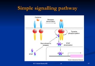 Simple signalling pathway 