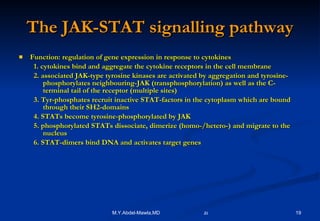 The JAK-STAT signalling pathway Function: regulation of gene expression in response to cytokines 1. cytokines bind and aggregate the cytokine receptors in the cell membrane 2. associated JAK-type tyrosine kinases are activated by aggregation and tyrosine-phosphorylates neighbouring-JAK (transphosphorylation) as well as the C-terminal tail of the receptor (multiple sites) 3. Tyr-phosphates recruit inactive STAT-factors in the cytoplasm which are bound through their SH2-domains 4. STATs become tyrosine-phosphorylated by JAK 5. phosphorylated STATs dissociate, dimerize (homo-/hetero-) and migrate to the nucleus 6. STAT-dimers bind DNA and activates target genes 