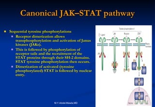 Canonical JAK–STAT pathway Sequential tyrosine phosphorylations  Receptor dimerization allows transphosphorylation and activation of Janus kinases (JAKs).  This is followed by phosphorylation of receptor tails and the recruitment of the STAT proteins through their SH-2 domains. STAT tyrosine phosphorylation then occurs.  Dimerization of activated (tyrosine phosphorylated) STAT is followed by nuclear entry. 