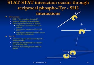 STAT-STAT interaction occurs through reciprocal phospho-Tyr - SH2 interactions SH2-domain SH2 = “Src-homology domain 2” function: phospho-tyrosine binding Three important functions in STATs: important for recruitment of STAT to receptor important for interaction with the JAK kinase important for dimerization of STATs to an active DNA-binding form Tyr-701 conserved key Tyr residue located just C-terminal to SH2 essensiell for dimerdannelse to an active DNA-binding form function: Tyr P  bindingssted for SH2 in partner Y P Y P Y + Y 