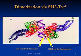 Dimerization via SH2-Tyr P Tyr P  from the left monomer SH2 from the right monomer 