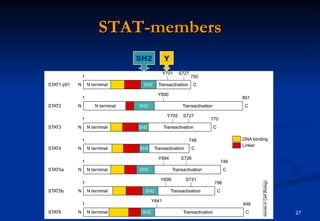 STAT-members SH2 Y 