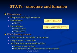 STATs - structure and function Dimerization Reciprocal SH2- Tyr P  interaction Homodimers (STAT1) 2 Heterodimers STAT1-STAT2 STAT1-STAT3 DNA-binding domain DBD located in the middle of the protein Unique motif - se next slide All DBDs bind similar motifs in DNA symmetric inverted half sites Only difference to STATs: preference for central nucleotide GAS= TTN 5-6 AA ISRE= AGTTTN 3 TTTCC 