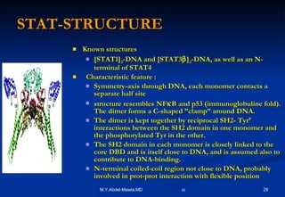 STAT-STRUCTURE Known structures [STAT1] 2 -DNA and [STAT3  ] 2 -DNA, as well as an N-terminal of STAT4 Characteristic feature : Symmetry-axis through DNA, each monomer contacts a separate half site structure resembles NF  B and p53 (immunoglobuline fold). The dimer forms a C-shaped ”clamp” around DNA. The dimer is kept together by reciprocal SH2- Tyr P  interactions between the SH2 domain in one monomer and the phosphorylated Tyr in the other. The SH2 domain in each monomer is closely linked to the core DBD and is itself close to DNA, and is assumed also to contribute to DNA-binding. N-terminal coiled-coil region not close to DNA, probably involved in prot-prot interaction with flexible position 