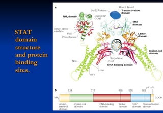 3D STAT domain structure and protein binding sites. 