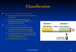 Classification Smad-factors - design and classification Nine different Smad-factors identified in vertebrates common conserved domains: N-terminalt MH1-domain (DBD) + C-terminalt MH2-domain Can be divided into three groups 1. Receptor-activated Smad-factors - become phosphorylated by activated receptors in their C-terminal (SSXS) 2. common Smad-factors associated with activated Smad-factors and participate in several signalling pathways 3. Inhibitoriske Smad-factors  